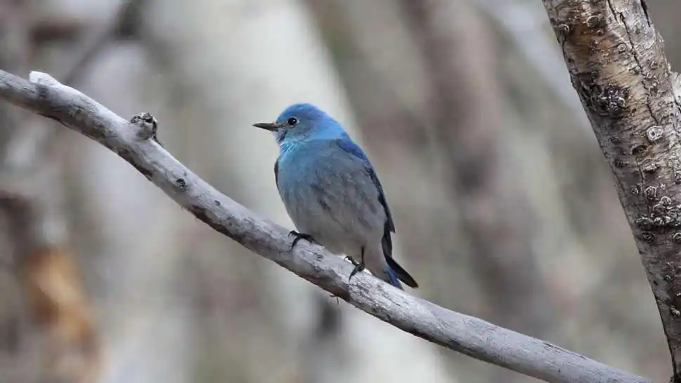 Blue Bird on Tree Branch