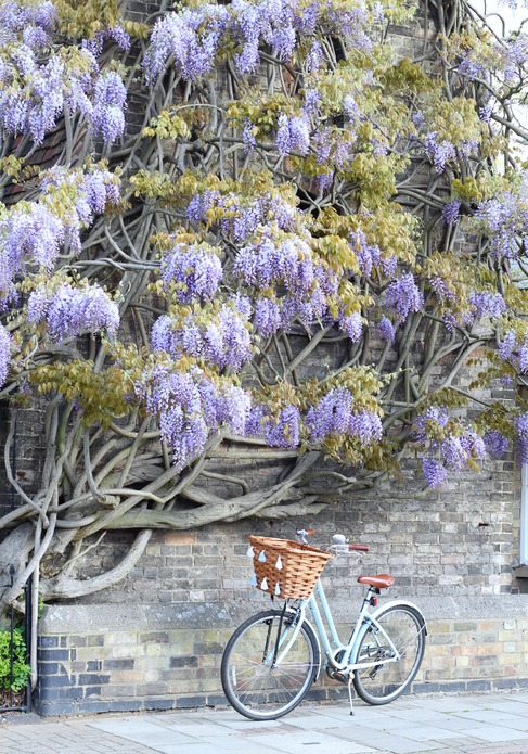 See Something Special in Cambridge, England, United Kingdom