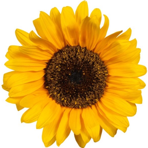 bio