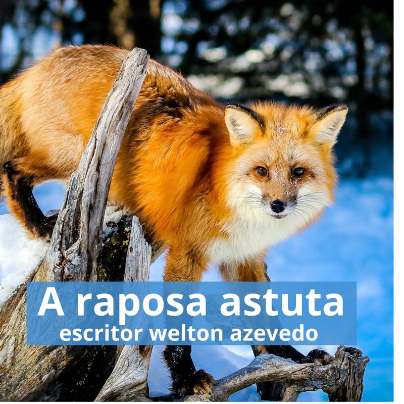 A raposa astuta