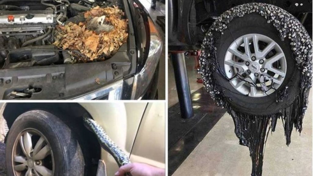 15 Unbelievable Discoveries Made by Car Mechanics During Service