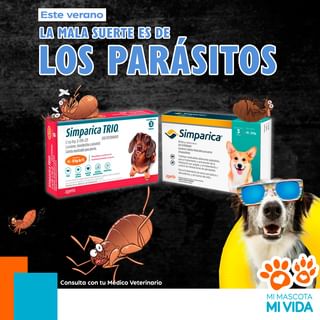 One of the top publications of @mimascotamivida which has 15 likes and 1 comments