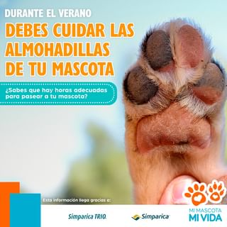 One of the top publications of @mimascotamivida which has 22 likes and 0 comments