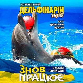 One of the top publications of @dolphinarium_nemo_kh which has 455 likes and 40 comments