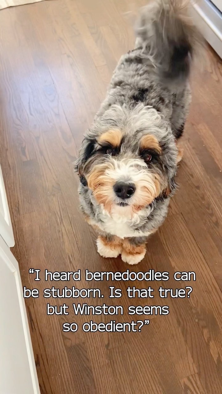 One of the top publications of @winston_minibernedoodle which has 55.5K likes and 441 comments