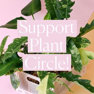 One of the top publications of @plantcircle which has 336 likes and 9 comments