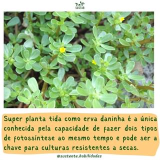One of the top publications of @sustente.habilidades which has 311 likes and 4 comments