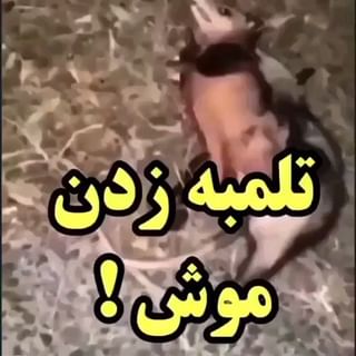 One of the top publications of @wild_life_iran2 which has 1.8K likes and 70 comments