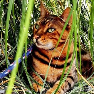 One of the top publications of @harveythebengal which has 78 likes and 13 comments