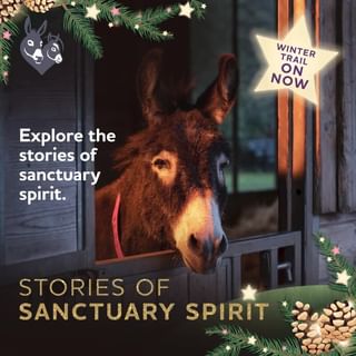 One of the top publications of @donkeysanctuary which has 1.2K likes and 3 comments