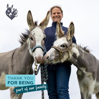 One of the top publications of @donkeysanctuary which has 804 likes and 4 comments