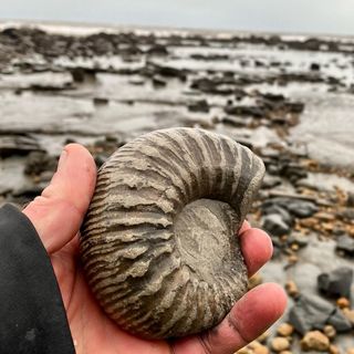 One of the top publications of @lymeregisfossils which has 661 likes and 24 comments