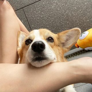 One of the top publications of @cobeethecorgi which has 1.7K likes and 4 comments