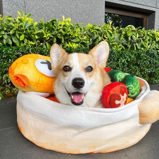 One of the top publications of @cobeethecorgi which has 1.6K likes and 3 comments