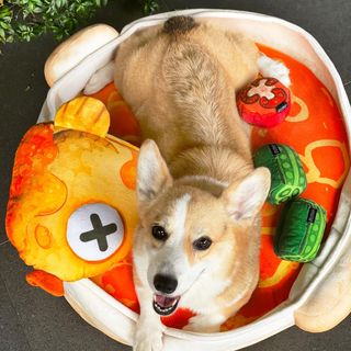 One of the top publications of @cobeethecorgi which has 2.2K likes and 23 comments