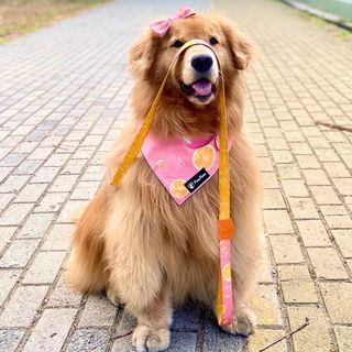 One of the top publications of @savannahgoldenretriever which has 764 likes and 17 comments