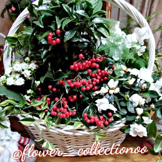 One of the top publications of @flower_collectionoo which has 45 likes and 6 comments