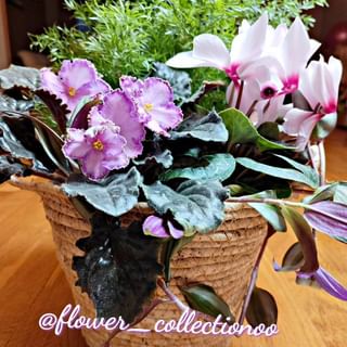 One of the top publications of @flower_collectionoo which has 45 likes and 2 comments