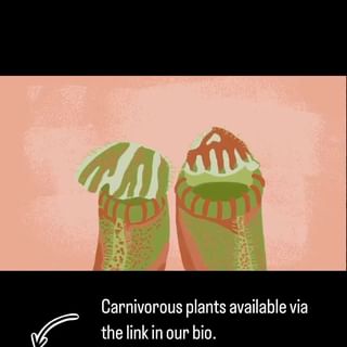 One of the top publications of @carnivorousplant_club which has 279 likes and 0 comments