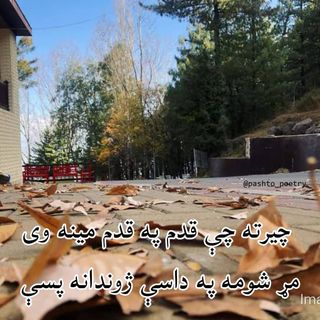 One of the top publications of @pashto_poetry which has 236 likes and 7 comments