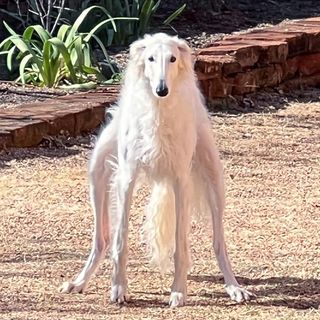 One of the top publications of @esperborzoi which has 497.4K likes and 2K comments