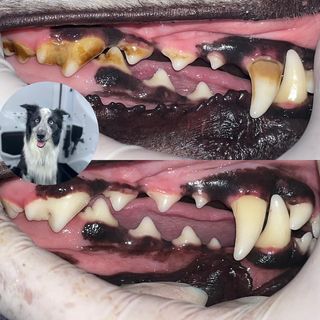 One of the top publications of @dentist_pets which has 59 likes and 4 comments