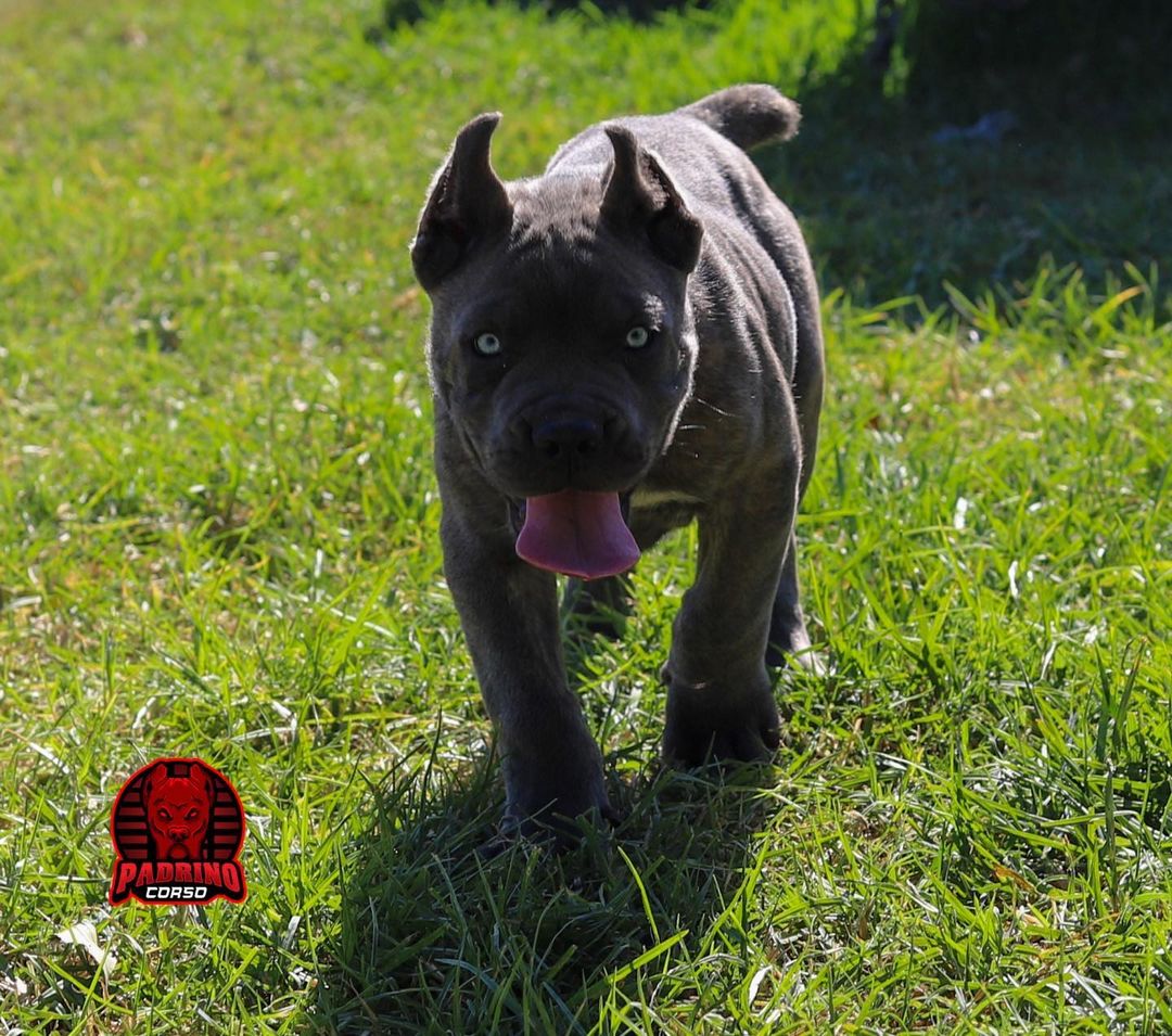 One of the top publications of @padrinocorso_kennel which has 109 likes and 0 comments