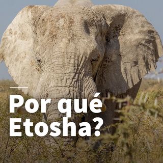 One of the top publications of @etosha.uy which has 493 likes and 20 comments