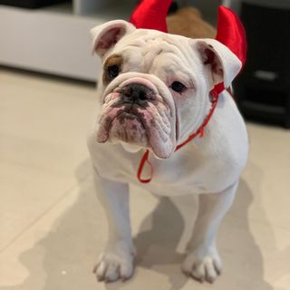 One of the top publications of @charles_the_british_bulldog which has 147 likes and 15 comments