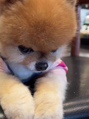 One of the top publications of @jiffpom which has 13.2K likes and 93 comments