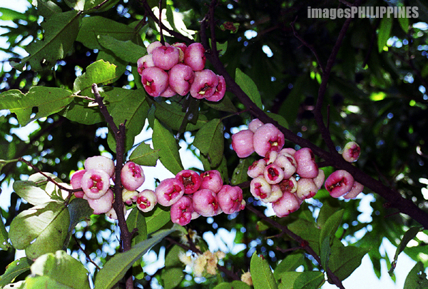 macopa fruit