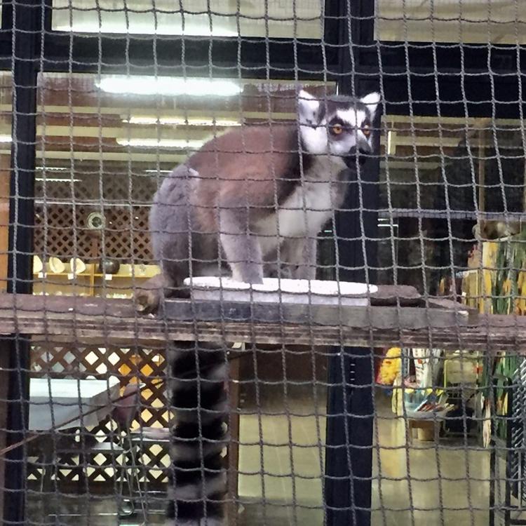 名護自然動植物公園株式会社　ネオパークオキナワ - メイン写真: