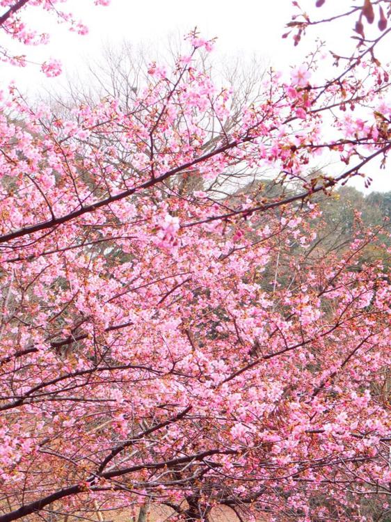 森林総合研究所多摩森林科学園 - メイン写真: