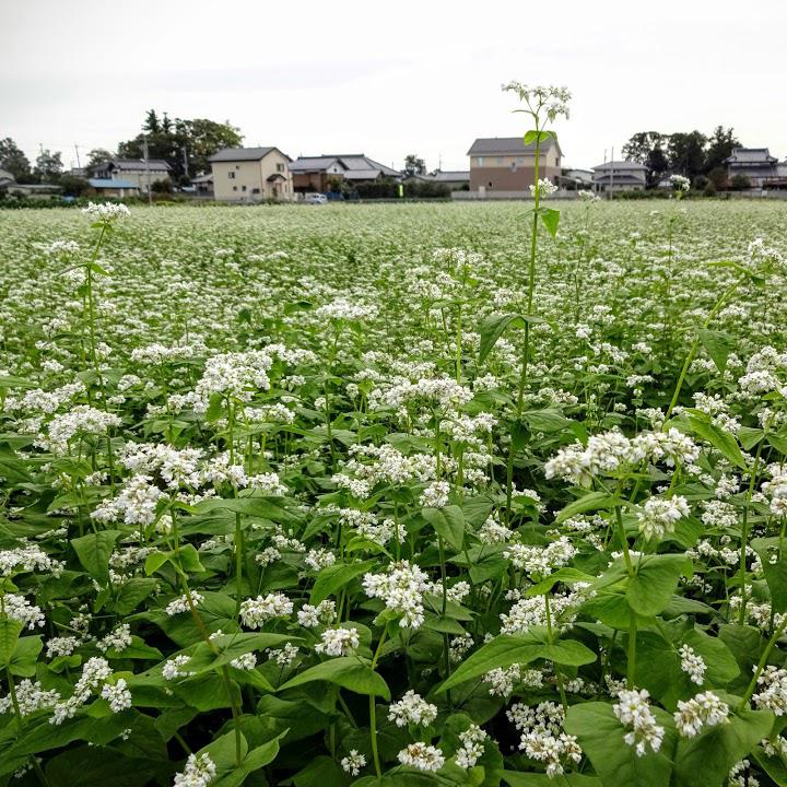 四季公園 - メイン写真: