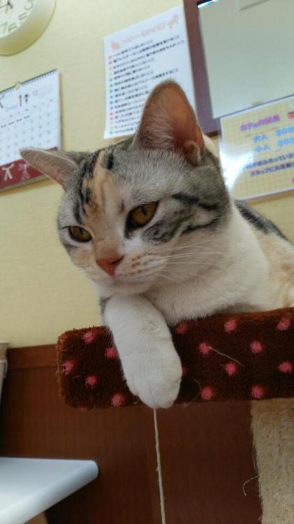 ねこカフェマリーナ - メイン写真: