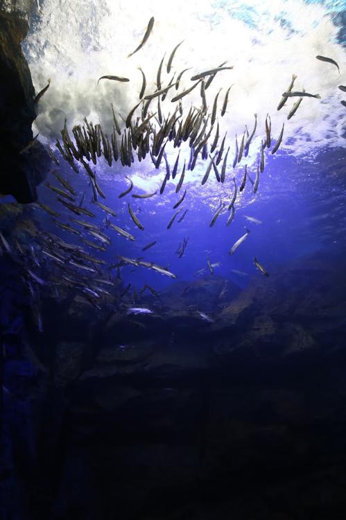 山の水族館（北の大地の水族館） - メイン写真: