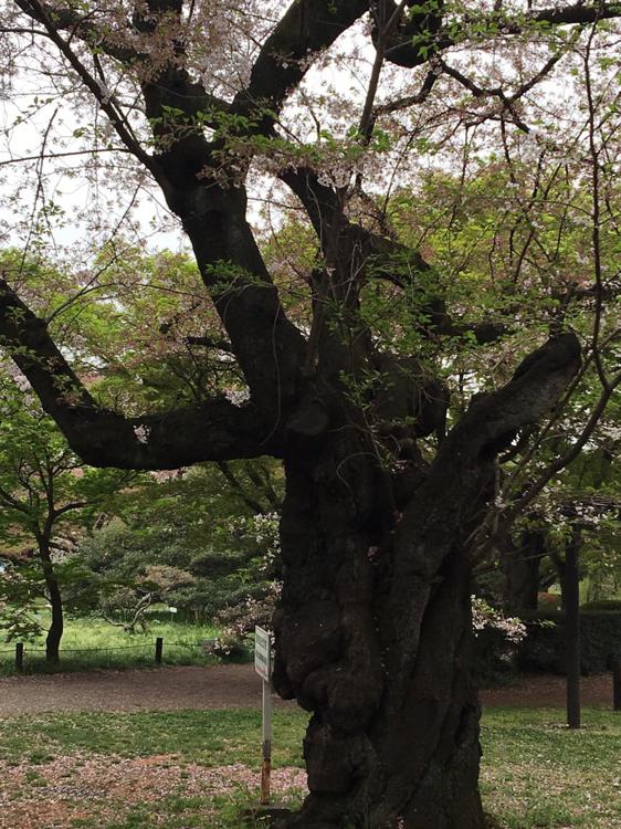 Koishikawa Botanical Gardens (小石川植物園) - メイン写真: