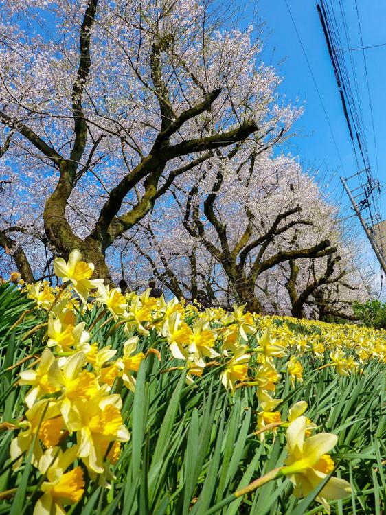 足羽川の桜並木 - メイン写真: