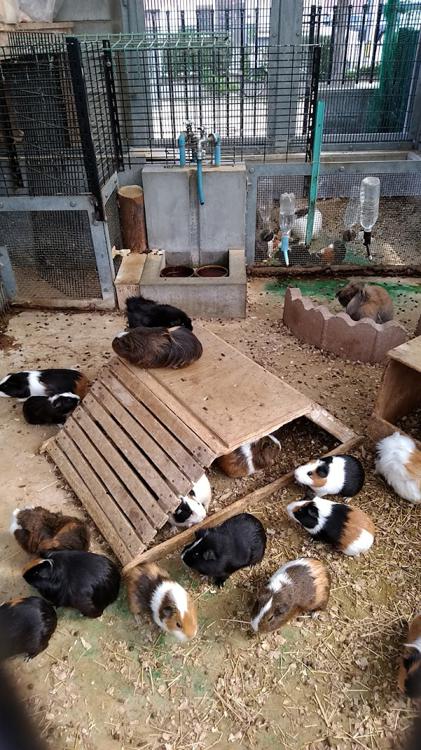 真教寺公園（動物公園） - メイン写真: