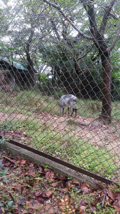 ニホンカモシカ - メイン写真: