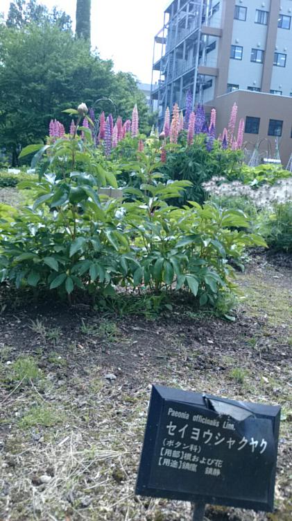 北海道大学大学院 薬学研究科附属 薬用植物園 - メイン写真: