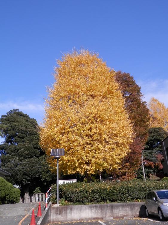 井草八幡宮 - メイン写真: