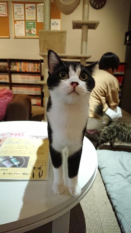 猫カフェARO - メイン写真: