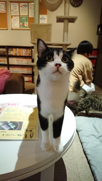 猫カフェaro