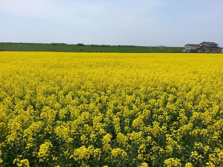 菜の花一望が素晴らしいよ - メイン写真: