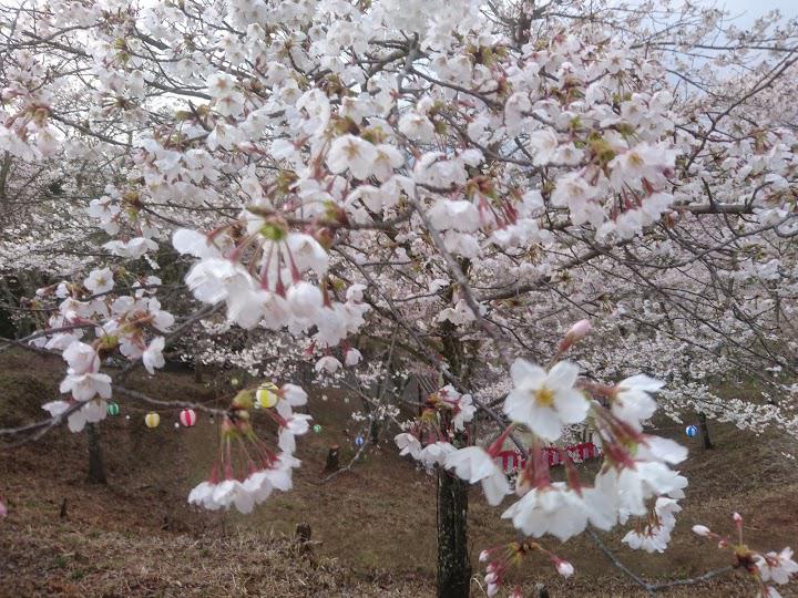 苗木さくら公園 - メイン写真: