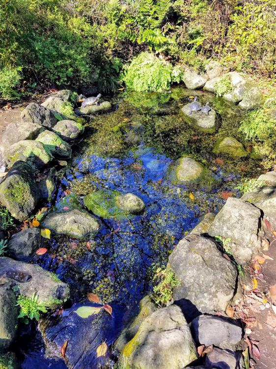 北沢川緑道 - メイン写真: