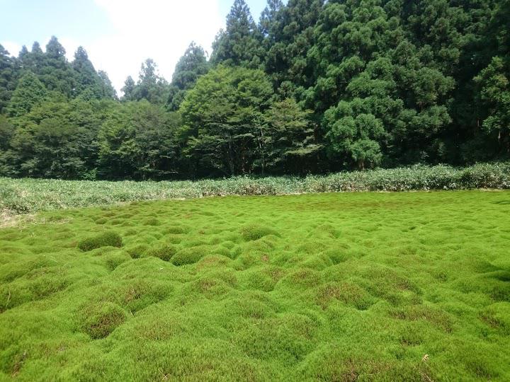 笹倉湿原 - メイン写真: