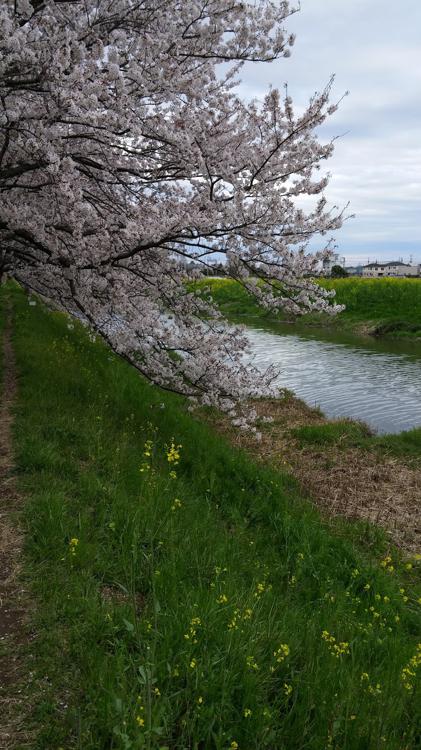 姫宮南いか公園 - メイン写真: