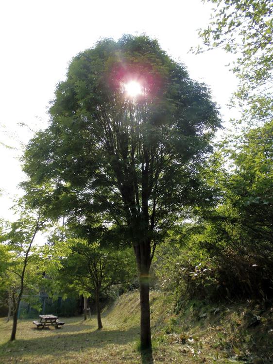 鷹架野鳥の里森林公園 - メイン写真: